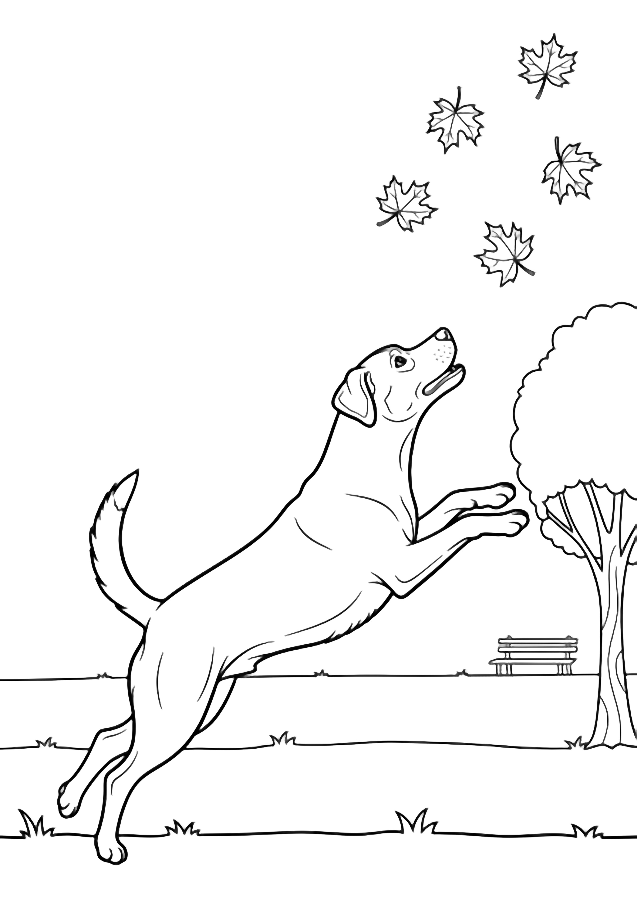 A playful dog mid-leap, tail high, paws reaching toward six drifting maple leaves above; grass baseline, distant park bench, single tree trunk. kleurplaat
