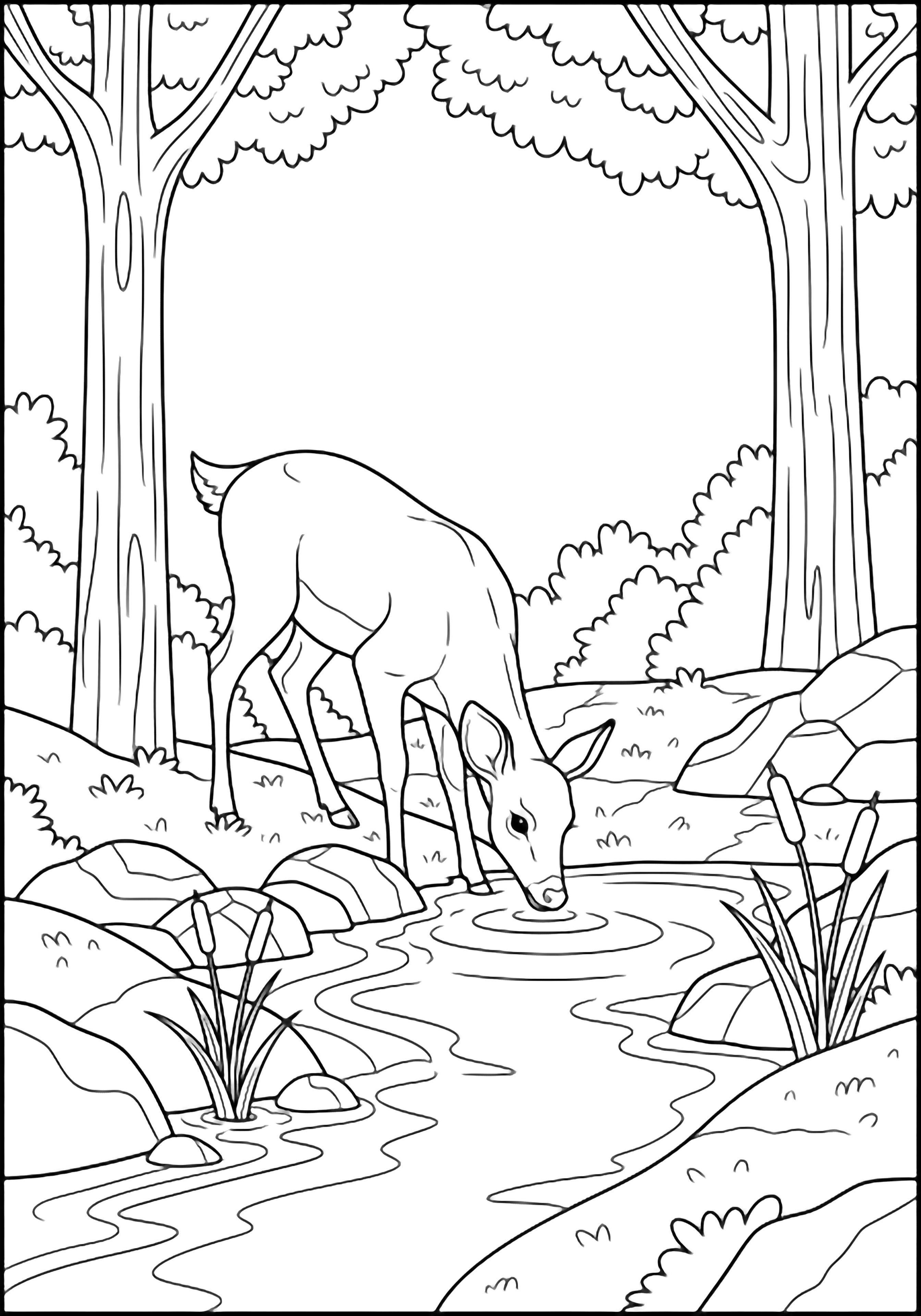 A deer bows to sip from a forest stream, flanked by trees, rocks, and reeds. kleurplaat